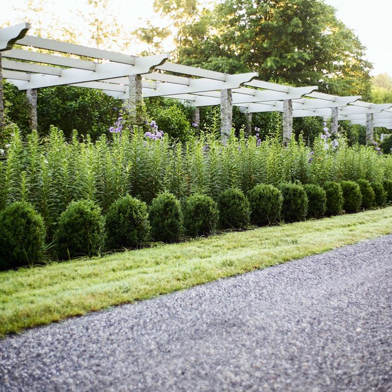 driveway border 350 feet homegrown shrubs boxwood driveway border 350 feet homegrown shrubs boxwood