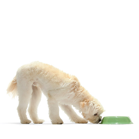 md106073_1010_petcolumn_0769_dog.jpg