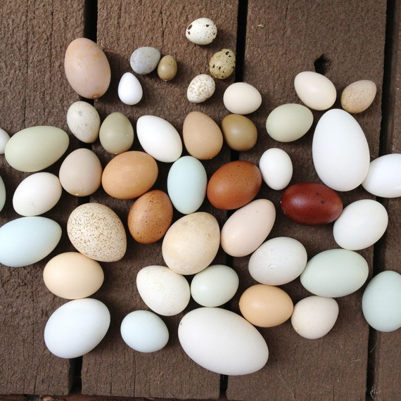 mixed-eggs-nakedeggs-easter-post.jpg