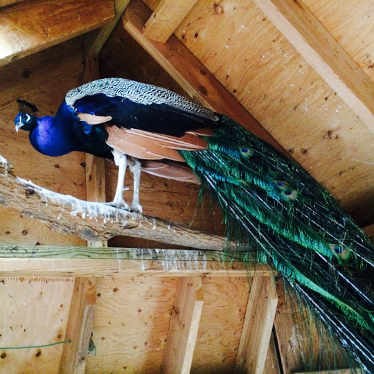peacockintro-indianblue2-fs-1014.jpg