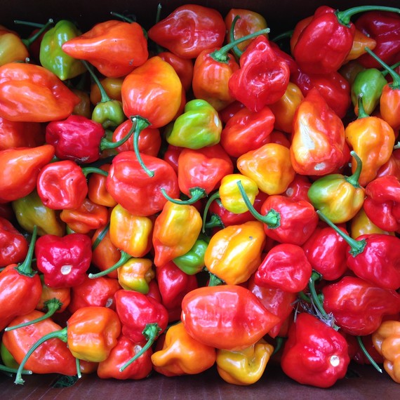 peppers-homesweet-homegrown-0717