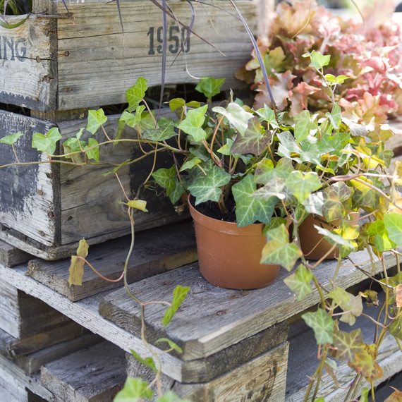 potted ivy potted ivy