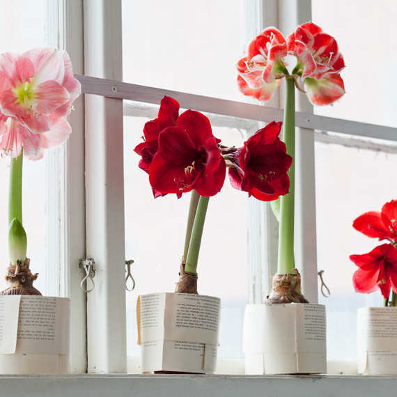 amaryllis flowers on a window sill amaryllis flowers on a window sill