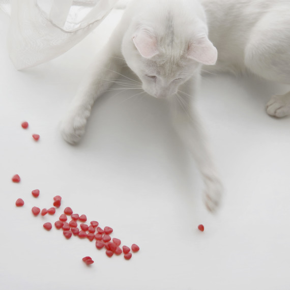 cat playing with Valentine's Day candy cat playing with Valentine's Day candy