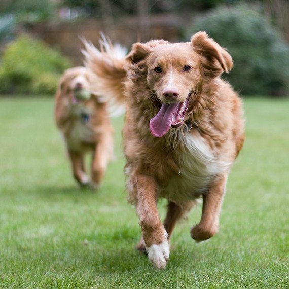 What Do Dogs Do When Owners Aren T Home What Do Dogs Do When Owners Aren T Home