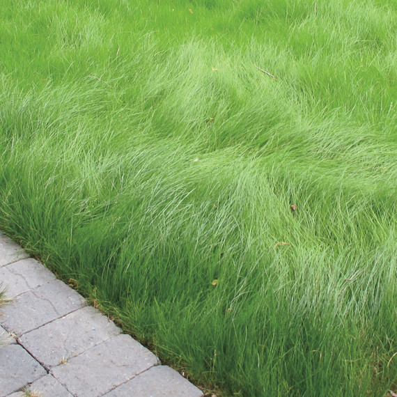 ecolawn-garden-s110920-ecolawn007.jpg