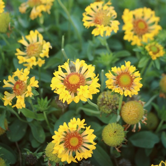 gaillardia-grandiflora-moxie-0316.jpg