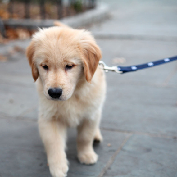 golden-retriever-puppy-leash-0415.jpg