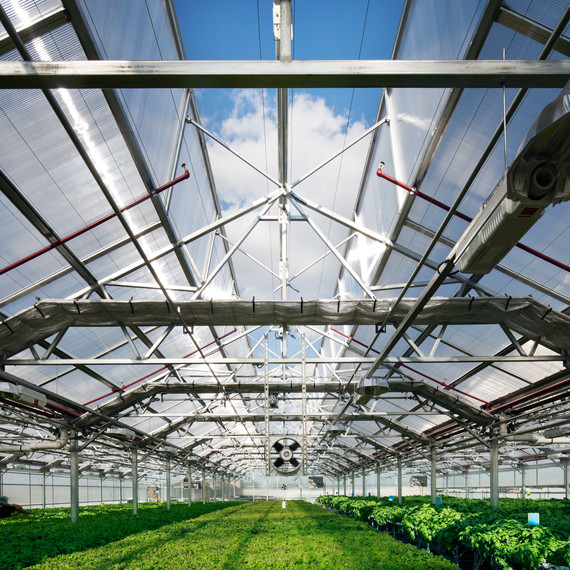 gotham-greens-greenhouse-interior.jpg