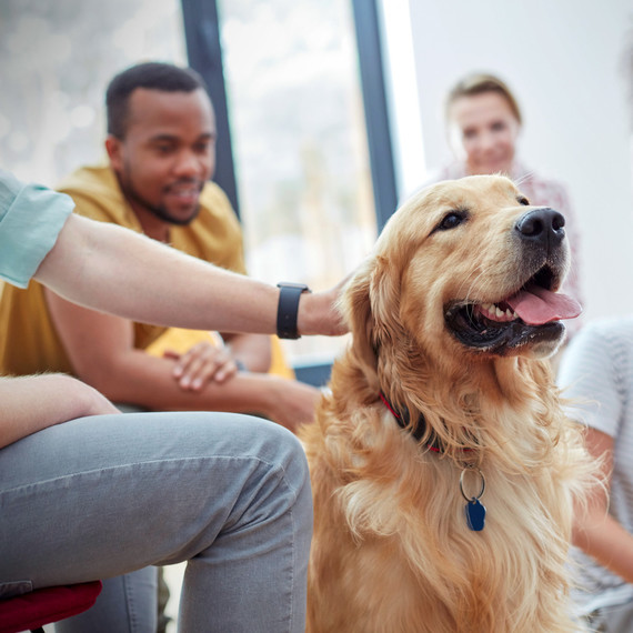 group petting dog group petting dog
