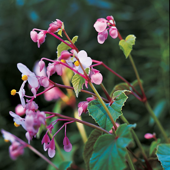 hardy-begonia-flower-0811mld010z4.jpg