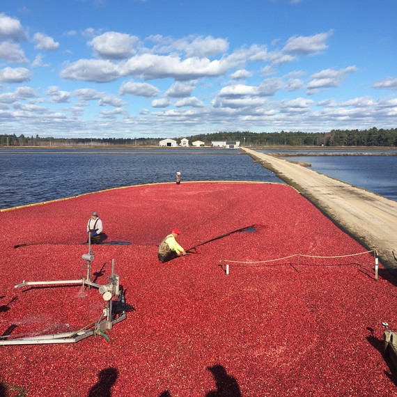 harevesting cranberry bog nj harevesting cranberry bog nj