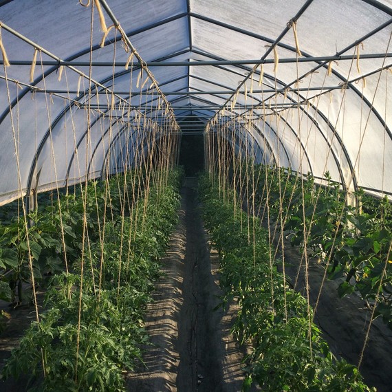 poly tunnel ten mothers farm poly tunnel ten mothers farm