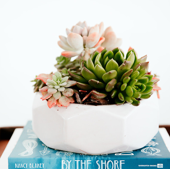 succulent arrangement succulent arrangement