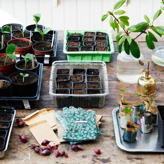 seedlings and potted plants in garden shed seedlings and potted plants in garden shed