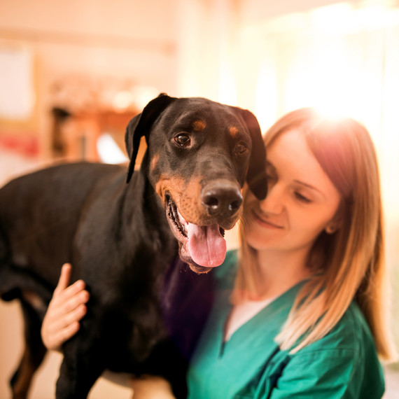vet with black doberman dog vet with black doberman dog