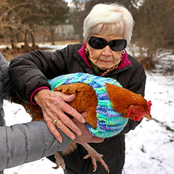volunteer with chicken in knit sweater volunteer with chicken in knit sweater