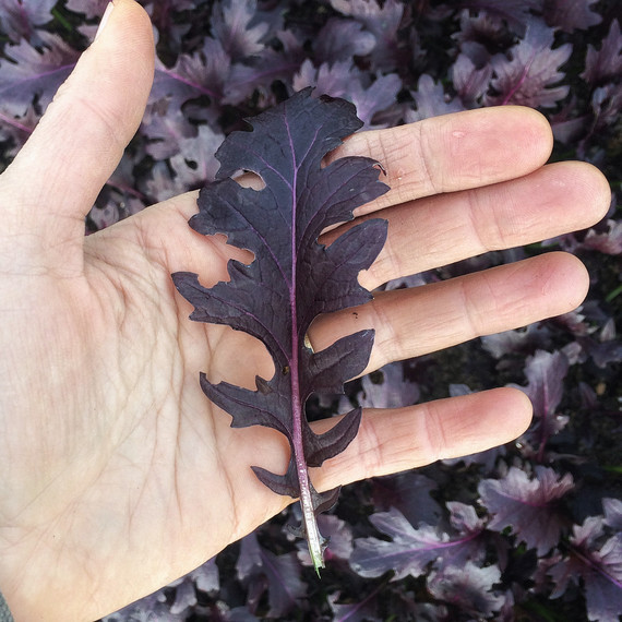 hand holding dark red leaf baby mustard hand holding dark red leaf baby mustard