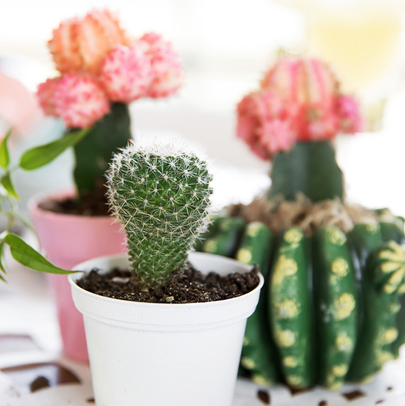 cinco de mayo floral fiesta plants cacti