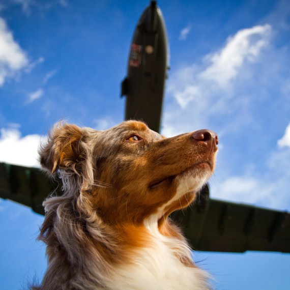Dog Look with Airplane Above Dog Look with Airplane Above