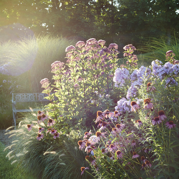 eupatorium-echinacea-flare-d110545.jpg