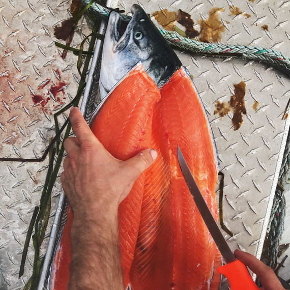 drifters fish fileting salmon drifters fish fileting salmon