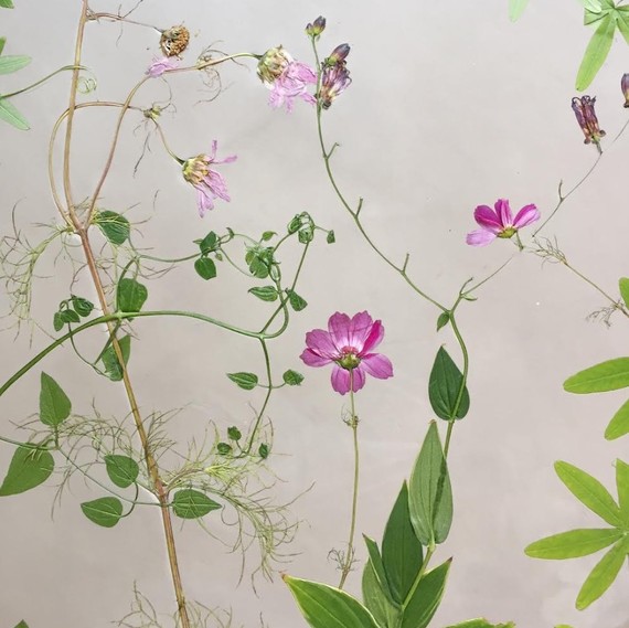 floral-fossils-ronni-nicole floral-fossils-ronni-nicole