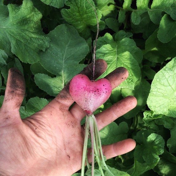 heart-shaped radish heart-shaped radish