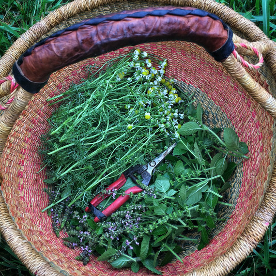 ten mothers farm basket of herbs ten mothers farm basket of herbs