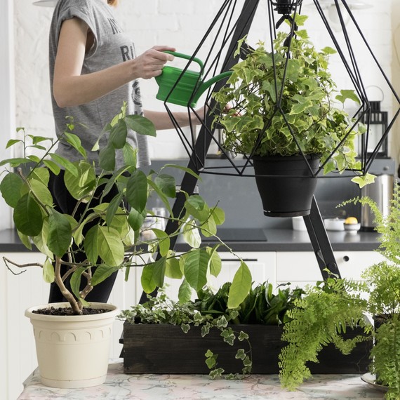 Young woman watering her plants Young woman watering her plants