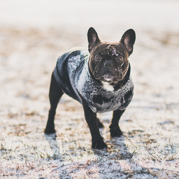French bulldog wearing a sweater in the snow. French bulldog wearing a sweater in the snow.