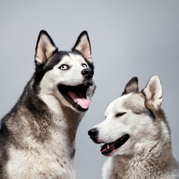huskies huskies