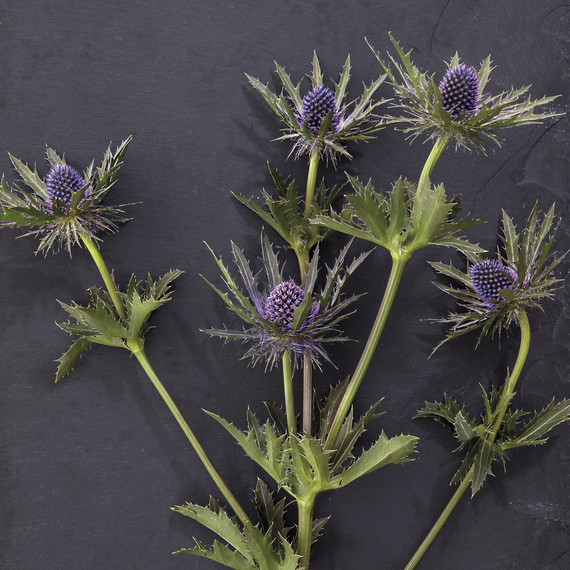 nash-garden-glossary-ld108835-0098.jpg