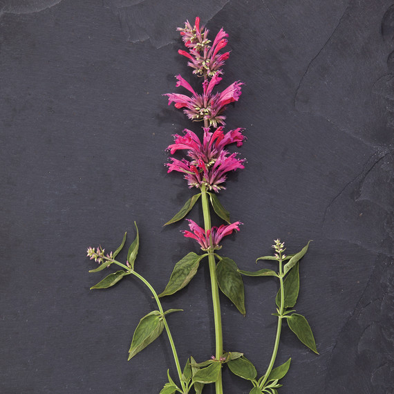 nash-garden-glossary-ld108835-0119.jpg