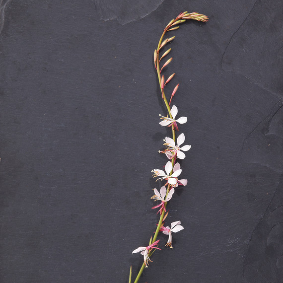 nash-garden-glossary-ld108835-0129.jpg