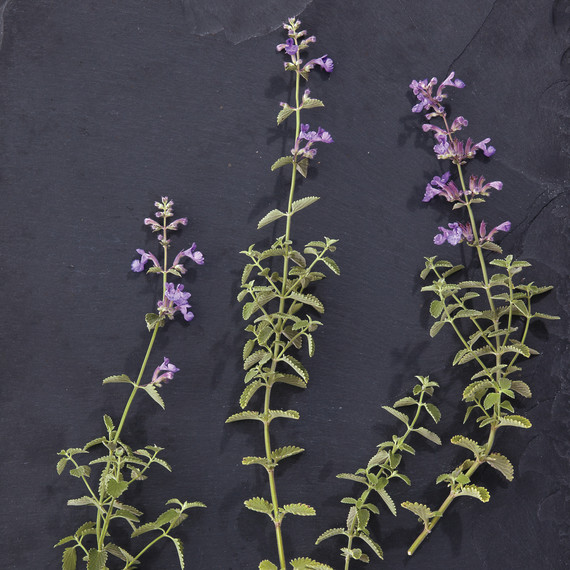 nash-garden-glossary-ld108835-0140.jpg
