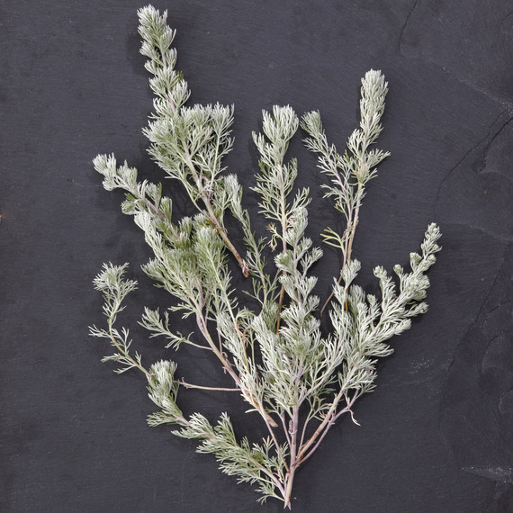 nash-garden-glossary-ld108835-0165.jpg