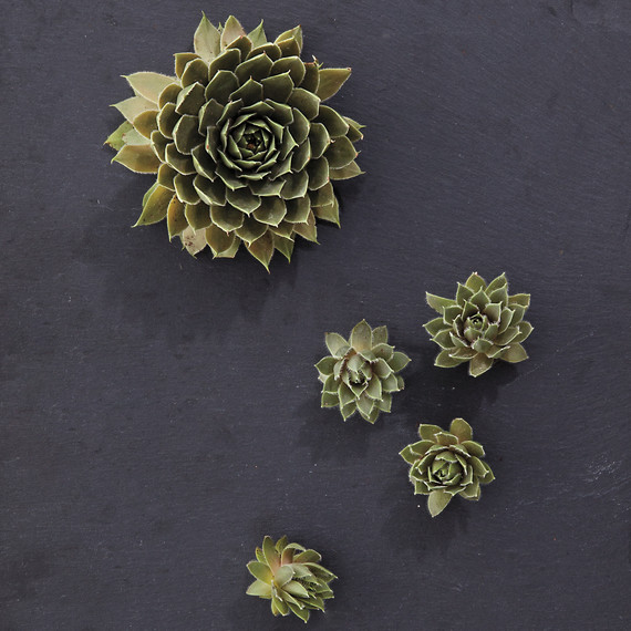 nash-garden-glossary-ld108835-0176.jpg