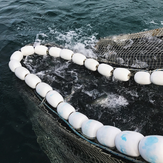 net drifters fish salmon net drifters fish salmon