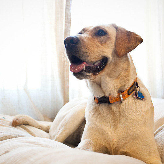 pet-hotels-msl0513-the-little-nell.jpg