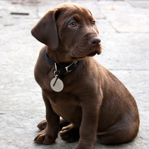 pets-0711-14199659-122717-32777624.jpg