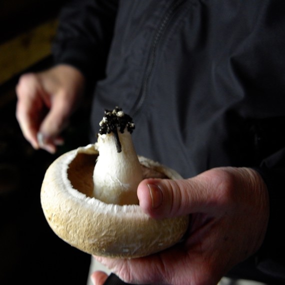 portobello tojo mushroom farm portobello tojo mushroom farm