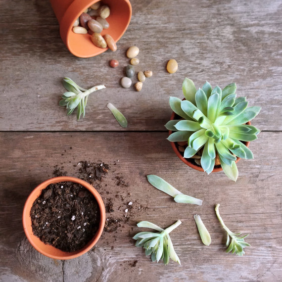 succulents being potted on wooden surface succulents being potted on wooden surface