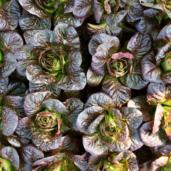 red lettuce red lettuce