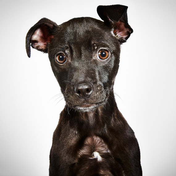 rescue me book puppy rescue me book puppy
