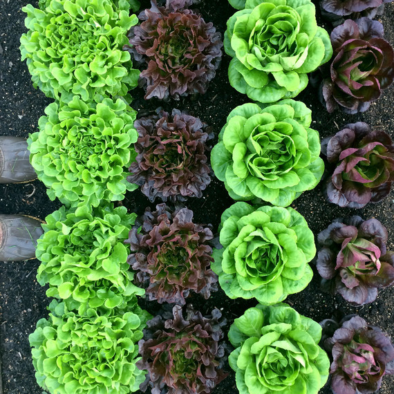 row lettuce ten mothers farm row lettuce ten mothers farm