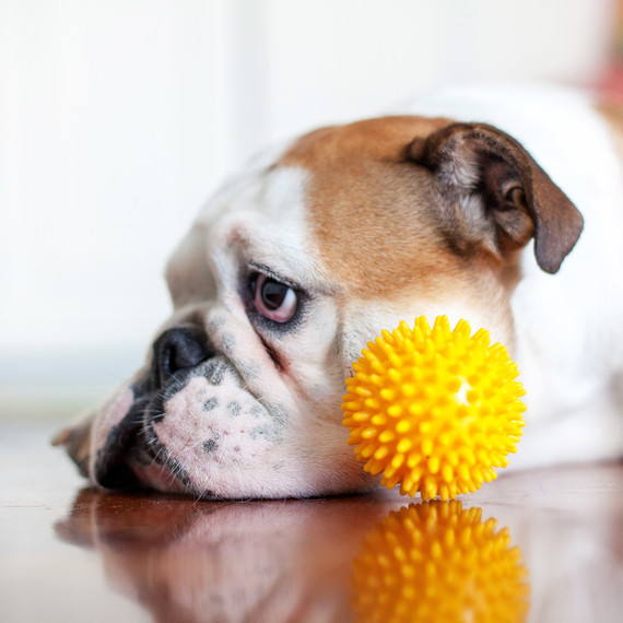sad bulldog laying down by yellow toy sad bulldog laying down by yellow toy