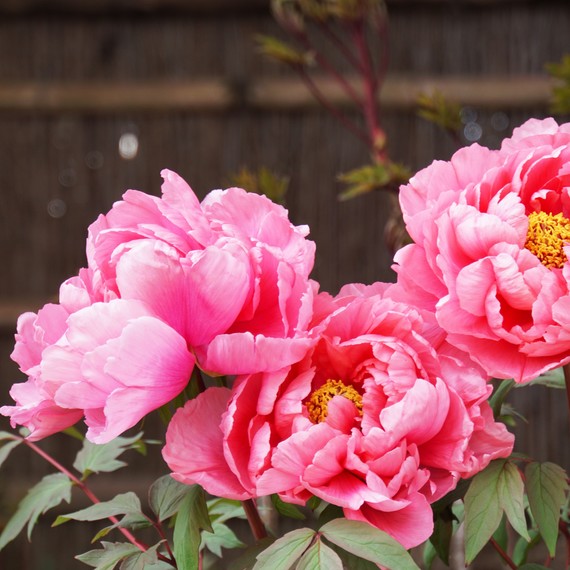 annuals-and-perennials-peonies-0719