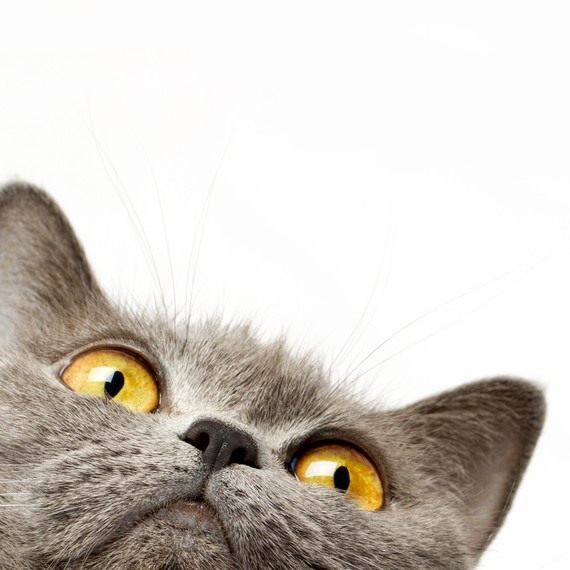 British short hair cat British short hair cat