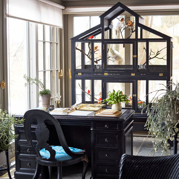 black canary cage in office with desk 办公室带桌子的黑色金丝雀笼